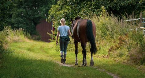 Condurre un cavallo a mano: non è un’attività banale.